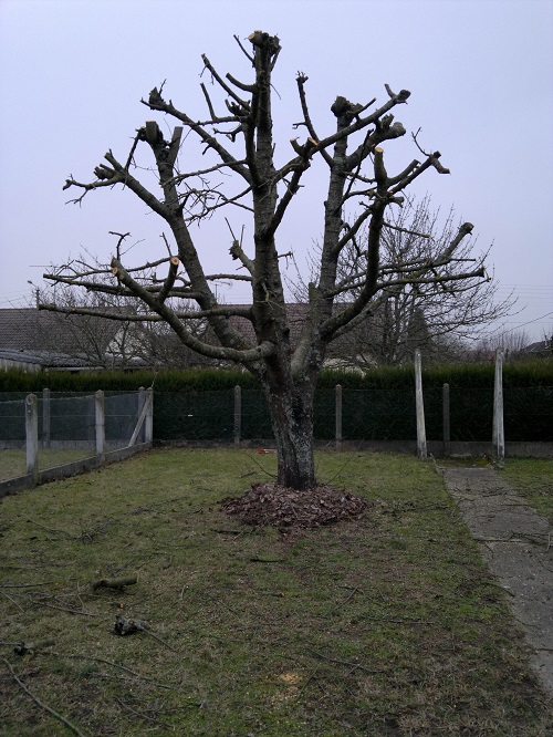 elagage arbre