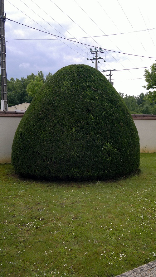 arbuste après taille